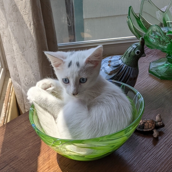 Meet your Posher, Charlene - Picture 2 of 9